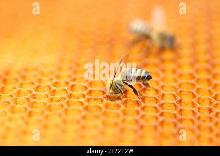 Api mellifere su cellule a nido d'ape, vista ravvicinata Foto Stock