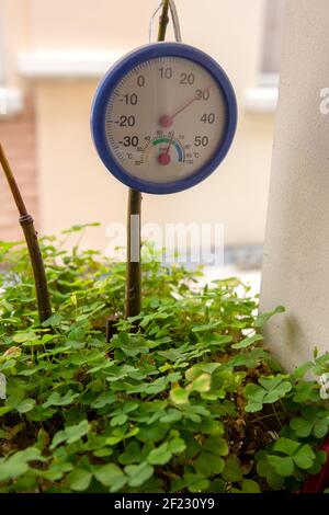 Un colpo verticale di un termometro in una pentola con piante di lobelia Foto Stock