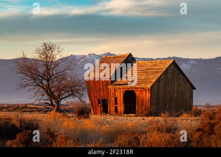 Run down / abbandonato vecchio fienile agricolo nella contea rurale di Lassen, California, Stati Uniti. Catturato con una calda luce del mattino durante l'inverno. Foto Stock