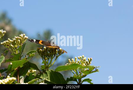 Fuoco selettivo Vanessa Atalanta farfalla. Arancio con motivo di colore bianco e nero sull'ala dell'insetto, farfalla che cerca nettare sul fiore nel campo Foto Stock