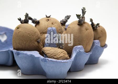 Chitting patate di seme in cartoni di uovo per promuovere la crescita quando piantato. Germogliare la patata di seme. Foto Stock