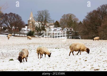 Pecore che foraggiano nella neve sotto il villaggio di Burwash con la chiesa di St Bartholomew, Burwash, East Sussex, Inghilterra, Regno Unito, Europa Foto Stock