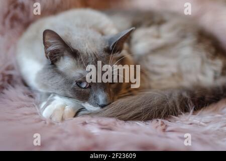 Gatto misto siamese con occhi blu adagiato sulla cima di un lettino Foto Stock