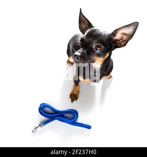 Cane con guinzaglio in attesa di una passeggiata Foto Stock