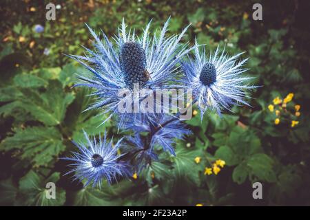 Agrifoglio di mare alpino, Eryngium alpinum, in Savoia, Francia Foto Stock