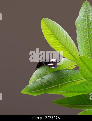 Una farfalla di luna azzurra (Hypolimnas bolina), che poggia su una foglia di un albero nel giardino. Conosciuto anche come la Grande mosca di Eggfly o la comune mosca di Eggfly. Foto Stock