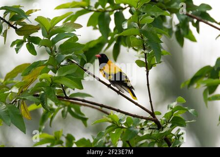 Oriole con cappuccio nero (Oriolus xanthornus), arroccato su un ramo di albero. Mattina presto nebbia. Foto Stock