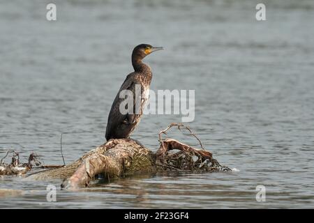 Grande uccello cormorano seduto su legno vecchio in acqua. Alla ricerca di cibo, pesce nel fiume. Genere specie Phalacrocorax carbo. Foto Stock