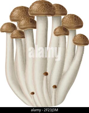 Funghi Shimeji isolati su sfondo bianco. Illustrazione vettoriale. Illustrazione Vettoriale