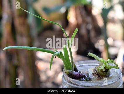 Giovane pianta di cipolla che cresce in una tazza di plastica. Agricoltura. Piante in crescita con sfondo verde naturale Foto Stock