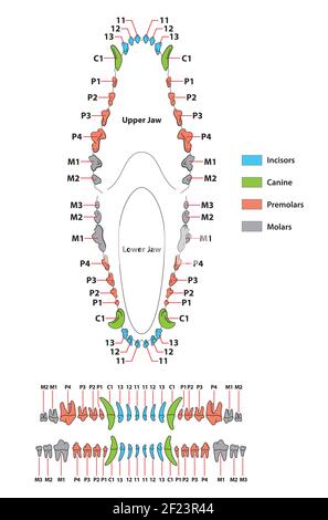 Costruzione di una formula dentale del dente del cane Illustrazione Vettoriale