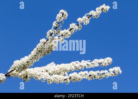 Rami di alberi da frutto in fiore illuminati dal sole con fiori e foglie e cielo azzurro sullo sfondo il giorno di sole. Pianta fiorente nella famiglia delle rose Foto Stock