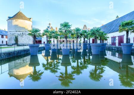 Francia, Loir et Cher, Cheverny, Chateau de Cheverny, il cortile e le palme cinesi Cina (Trachycarpus fortunei) (édition beaux livres insponi Foto Stock