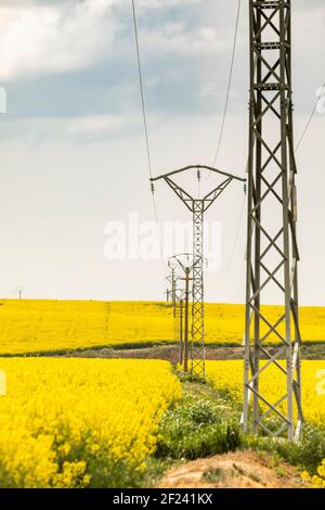 Fiori di colza gialli in un vasto campo di coltivazione, l'industria agroalimentare, vicino a Ejea de los Caballeros, ad Aragona, Spagna, attraversata da electricit Foto Stock