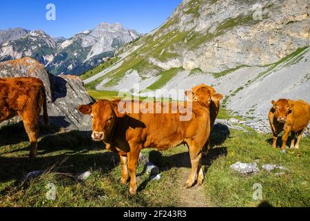 Mucche in pascoli alpini, Pralognan la Vanoise, Alpi francesi Foto Stock