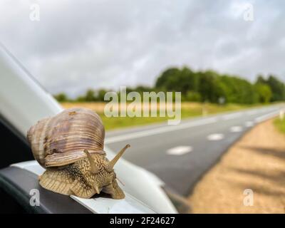 chiudi la lumaca - in estate. La lumaca si trova sullo specchietto per auto. Sullo sfondo è visibile una strada asfaltata sfocata Foto Stock