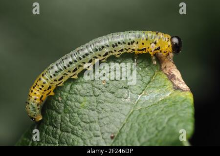 Euura miliaris larva di Sawfly a riposo sulla foglia di salice. Tipperary, Irlanda Foto Stock