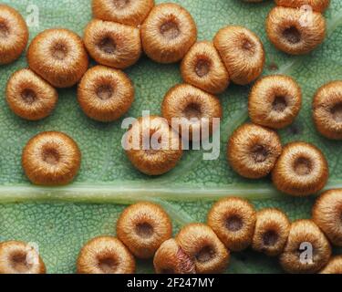 Palline di bottoni di seta (Neuroterus numismalis) sul lato inferiore della foglia di quercia. Tipperary, Irlanda Foto Stock