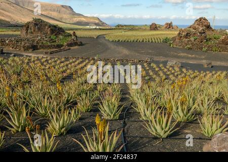 Aloe vera fattoria a Orzola su Lanzarote in isole Canarie, Spagna Foto Stock