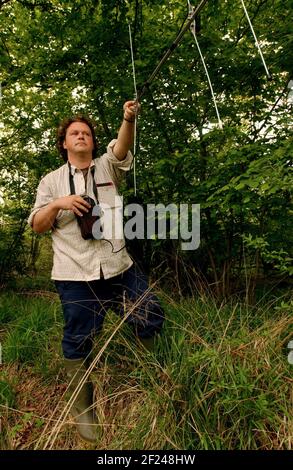 DEREK GRUAR TRACKING MINORE AVVISTATO UN PICCHIO DI RITORNO AL SUO NESTIN UN ALBERO DI BETULLA MORTO NELLA RISERVA NATURALE NAZIONALE DI MONACI LEGNO, CAMBS. 18/5/05 TOM PILSTON Foto Stock