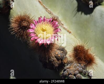 Nativo dell'Arizona sud-occidentale fino al Messico settentrionale nel Sonoran Deserto e California Foto Stock