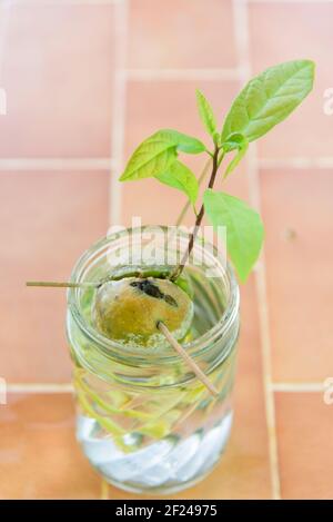 Primo piano per seminare l'avocado in acqua Foto Stock