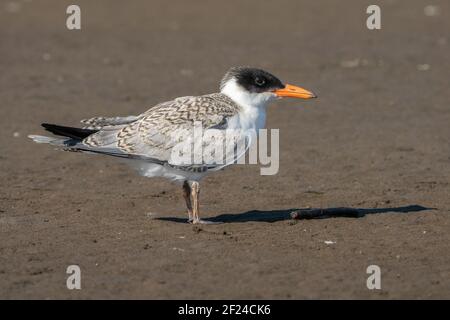 Tern Caspian giovanile sulla spiaggia Foto Stock