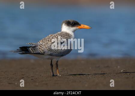 Tern Caspian giovanile sulla spiaggia Foto Stock