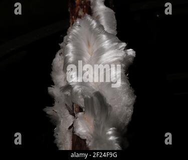 Capelli ghiaccio su un piccolo ramo Foto Stock