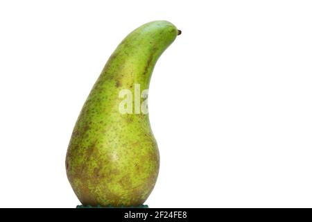 conferenza pear su base verde, splendidamente curva, con stelo corto, buccia verde con molti punti grigio-marrone. primo piano. isolato su sfondo bianco Foto Stock