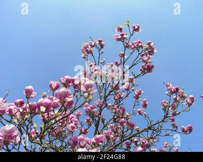 Fiori di melo Foto Stock