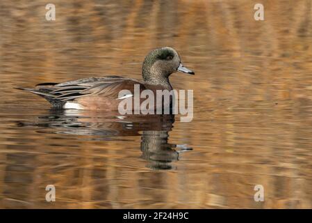 Wigeon americano con il riflesso colorato di un lago Foto Stock