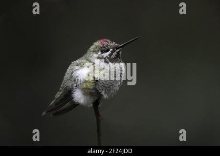 Maschio Anna Hummingbird arroccato su un ramo Foto Stock