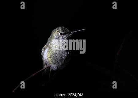 Maschio Anna Hummingbird arroccato su un ramo Foto Stock