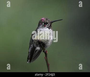 Maschio Anna Hummingbird arroccato su un ramo Foto Stock