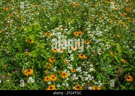 Susan e Daisy Fleabane dagli occhi neri sono spesso due fiori selvatici nativi trovato crescere insieme in vecchi campi e prati selvaggi nel Stati Uniti nord-est Foto Stock