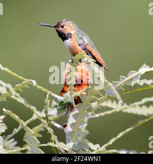 Allen's o Rufous Hummingbird maschio adulto arroccato su albero fiorito con becco aperto. Foto Stock