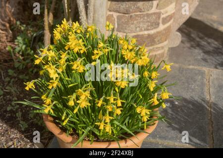 Vasi di terracotta pieni di piante di Daffodil giallo brillante fiorite di primavera (Narcissus 'Tete a Tete') Crescere su una terrazza in un giardino Cottage Foto Stock