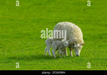 Una pecora e i suoi due agnelli neonati con un agnello molto vicino a lei. Concetto: Amore di una madre. L'pecora sta pascolando in un prato verde lussureggiante. Nessuna gente. H Foto Stock