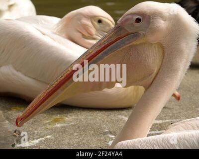 Pellicani: Abitanti di banchi di mare, laghi superficiali freschi e salati. Vanno goffo, ma bene volare e galleggiare, possono salire a lungo. Dall'acqua si alzano afte Foto Stock