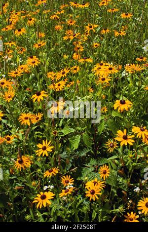Susan e Daisy Fleabane dagli occhi neri sono spesso due fiori selvatici nativi trovato crescere insieme in vecchi campi e prati selvaggi nel Stati Uniti nord-est Foto Stock