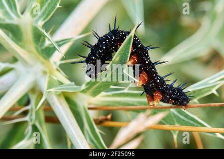 Black caterpillar al crepuscolo, primo piano. Salite sulla foglia di cardo. Peacock farfalla, Inachis io. Foto Stock