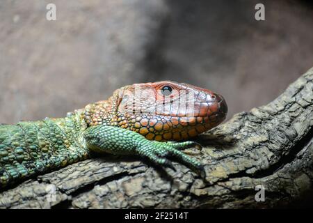 Caimano settentrionale Lizard (Dracaena guianensis) Foto Stock