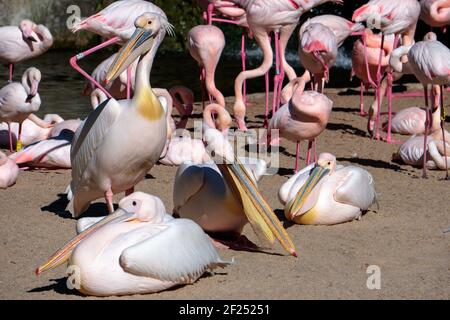 VALENCIA, Spagna - 26 febbraio : Pink Backed pellicani e fenicotteri presso il Bioparco di Valencia Spagna il 26 febbraio 2019 Foto Stock