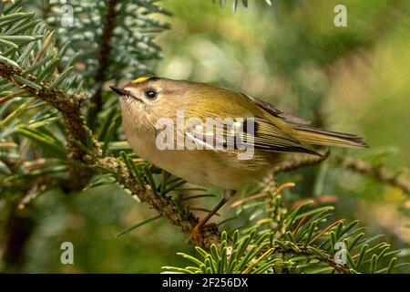 Goldcrest in un albero di abete rosso. Foto Stock