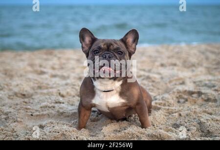 Il Bulldog francese si siede sulla sabbia sulla spiaggia in serata. Viaggiare con animali domestici Foto Stock