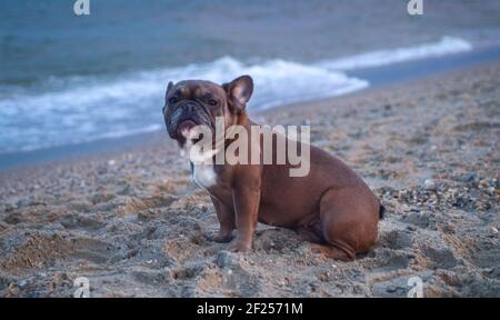 Il Bulldog francese si siede sulla sabbia sulla spiaggia in serata. Viaggiare con animali domestici Foto Stock