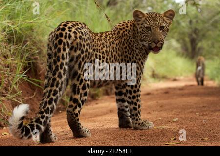 Un cucciolo leopardo che gioca nel cespuglio con sua madre, foto scattata in un safari nel Parco Nazionale Kruger, Sudafrica Foto Stock