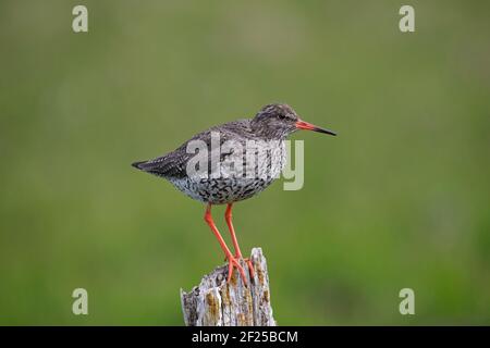 Rossstank comune (Tringa totanus robusta) arroccato su palo di recinzione di legno lungo il prato in estate, Islanda Foto Stock