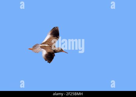 Rossstank comune (Tringa totanus robusta) in volo contro il cielo blu, Islanda Foto Stock